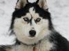 Siberian husky Einstein [ Himmelhund]