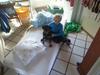 Rottweiler Sherlock aka Rulle