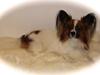 Papillon Pelle