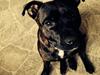 Staffordshire bull terrier Lady Step