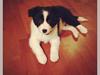 Blanding af racer Nelli