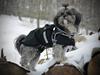 Blanding af racer Bianca R.I.P 4. februar 2014 [ Himmelhund]