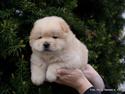 Chow chow Nin-T'sun Cooper De La Creme
