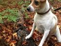 Dansk svensk gaardhund Lady