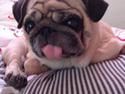 Mops Bitten(Bebs)