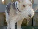 Ruhåret foxterrier <3 Lola <3