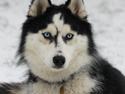Siberian husky Einstein