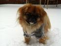 Pekingeser Django
