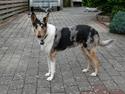 Collie korthåret Bluie RIP