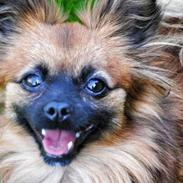 Blanding af racer Aayla Secura