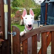 Bullterrier Dolly