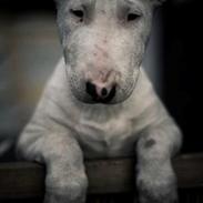 Bullterrier Dolly