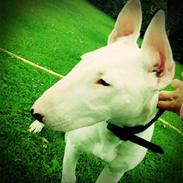 Bullterrier Dolly