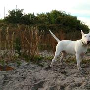 Bullterrier Dolly