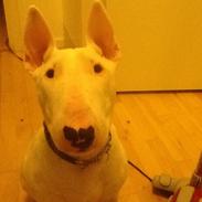 Bullterrier Dolly