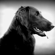 Flat coated retriever Flatterhaft Krusemynta (Chrie)