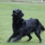 Flat coated retriever Flatterhaft Krusemynta (Chrie)