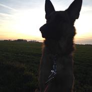 Schæferhund Maja -My Angel, and my Everything!