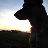 Schæferhund Maja -My Angel, and my Everything!