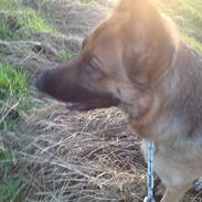 Schæferhund Maja -My Angel, and my Everything!