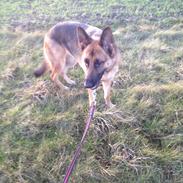 Schæferhund Maja -My Angel, and my Everything!