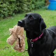 Labrador retriever Freja