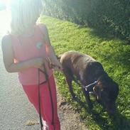 Labrador retriever Bella<3