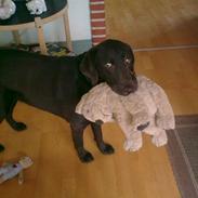 Labrador retriever Bella<3