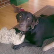 Labrador retriever Bella<3