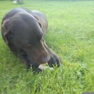 Labrador retriever Bella<3