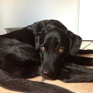 Labrador retriever Viktor