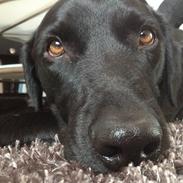 Labrador retriever Viktor