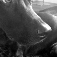 Labrador retriever Viktor