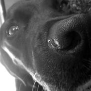 Labrador retriever Viktor