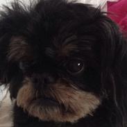 Griffon bruxellois Jaca