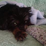 Griffon bruxellois Jaca