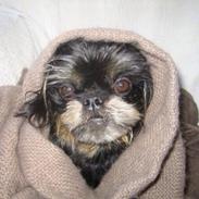 Griffon bruxellois Jaca