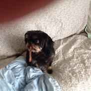 Griffon bruxellois Jaca