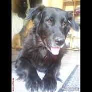 Blanding af racer Tinka "Himmelhund"