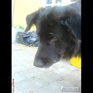 Blanding af racer Tinka "Himmelhund"