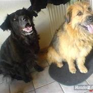 Blanding af racer Tinka "Himmelhund"