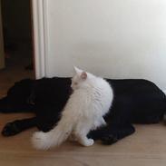 Labrador retriever Balder