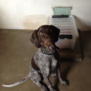 Korthåret hønsehund Malle