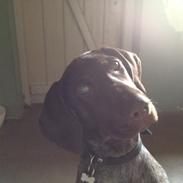 Korthåret hønsehund Malle