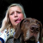 Korthåret hønsehund Malle