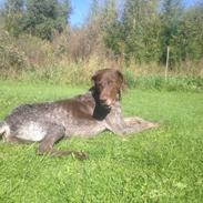 Korthåret hønsehund Malle