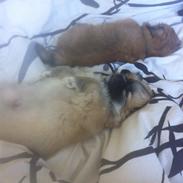 Tibetansk spaniel Sommerlyst's Qi Rewa Popo!<3