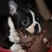 Boston terrier Tessie