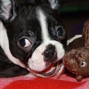 Boston terrier Tessie