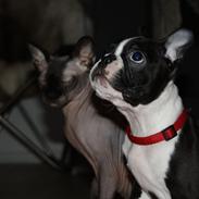 Boston terrier Tessie